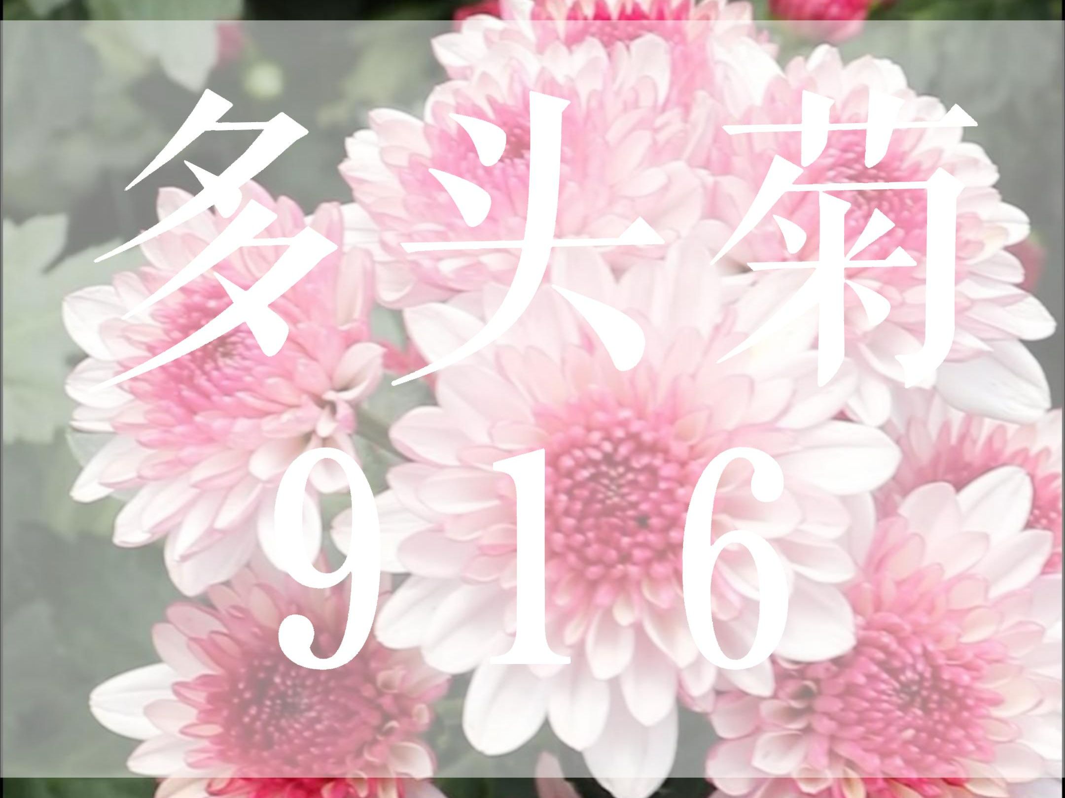 切花菊:916哔哩哔哩bilibili