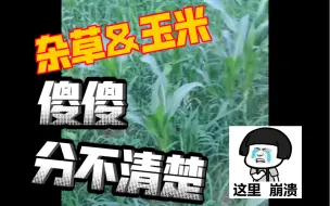 Download Video: 【种地吧】禾伙人代餐-大家玉米地都这样我就放心了（小林医生农场动态）