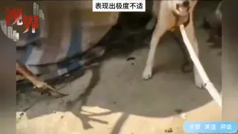 Скачать видео: 男子拿着沾芥末的木棍，挑衅村口恶犬，恶犬咬上去后直接蹦起来了