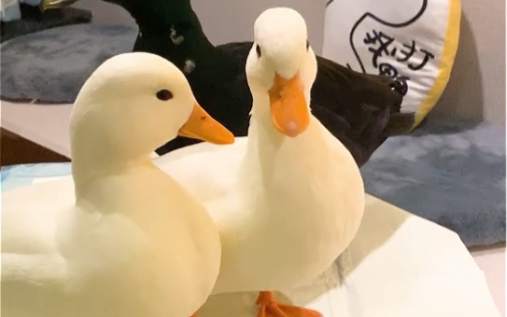 南京也有萌宠柯尔鸭了,姐们门快撸起来!