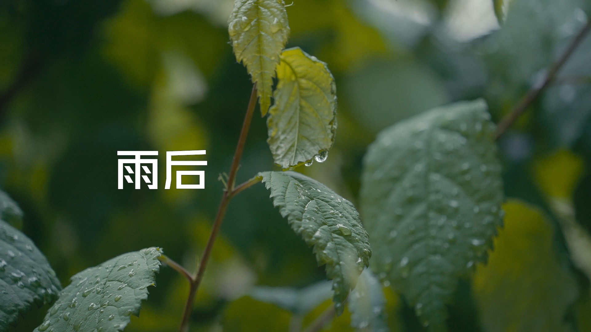 【4K】雨后闲拍SonyA7S34K120pslog3哔哩哔哩bilibili