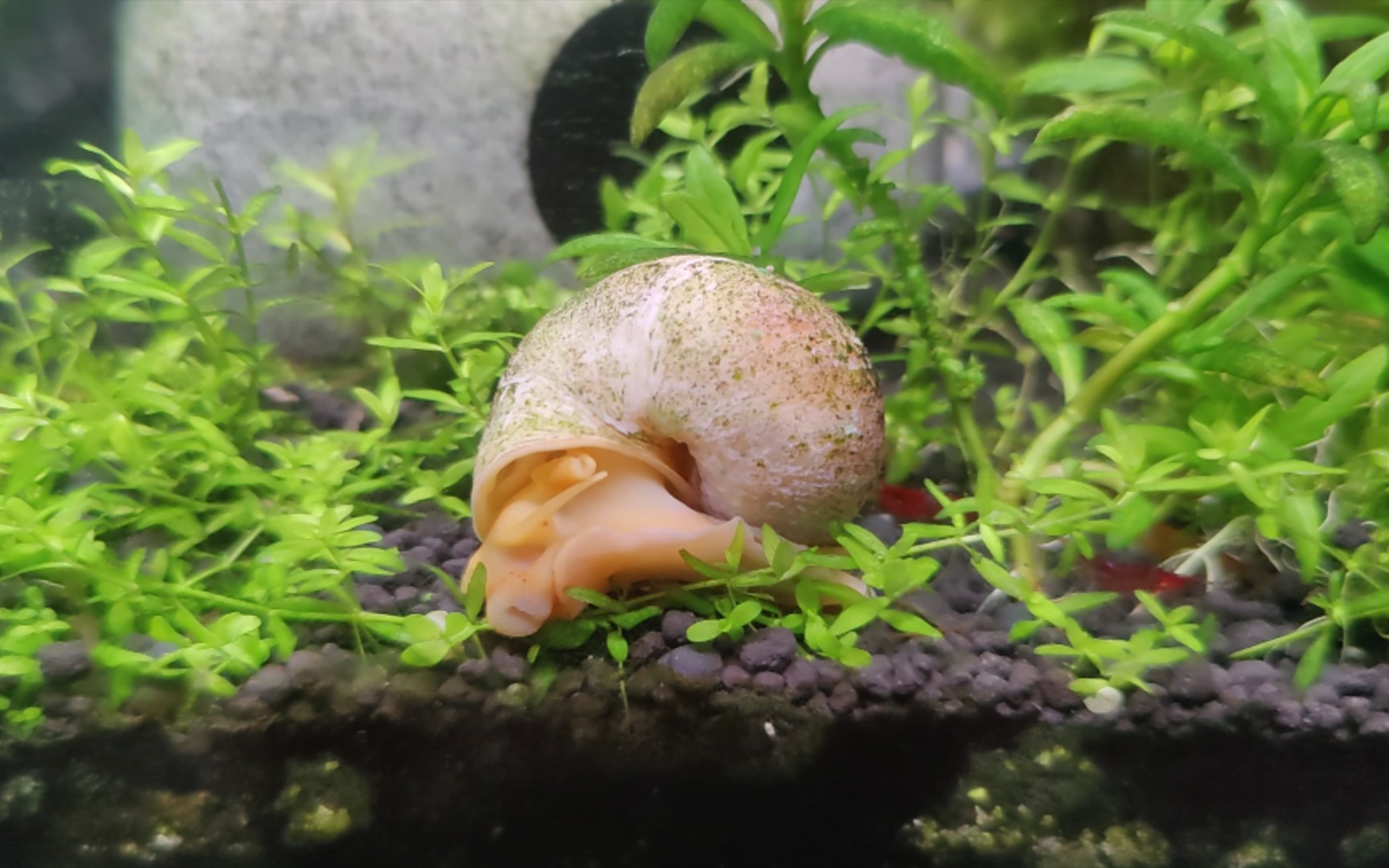 一只历经沧桑的白玉螺张开了深渊大口