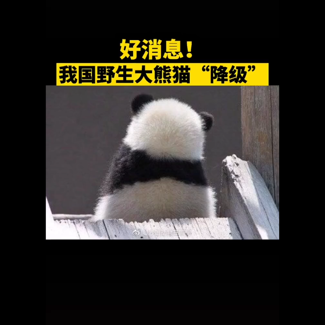 活动作品大熊猫被降级