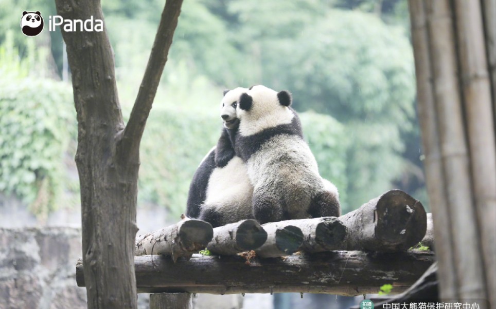 活动作品论大熊猫泰山压顶的千百种姿势