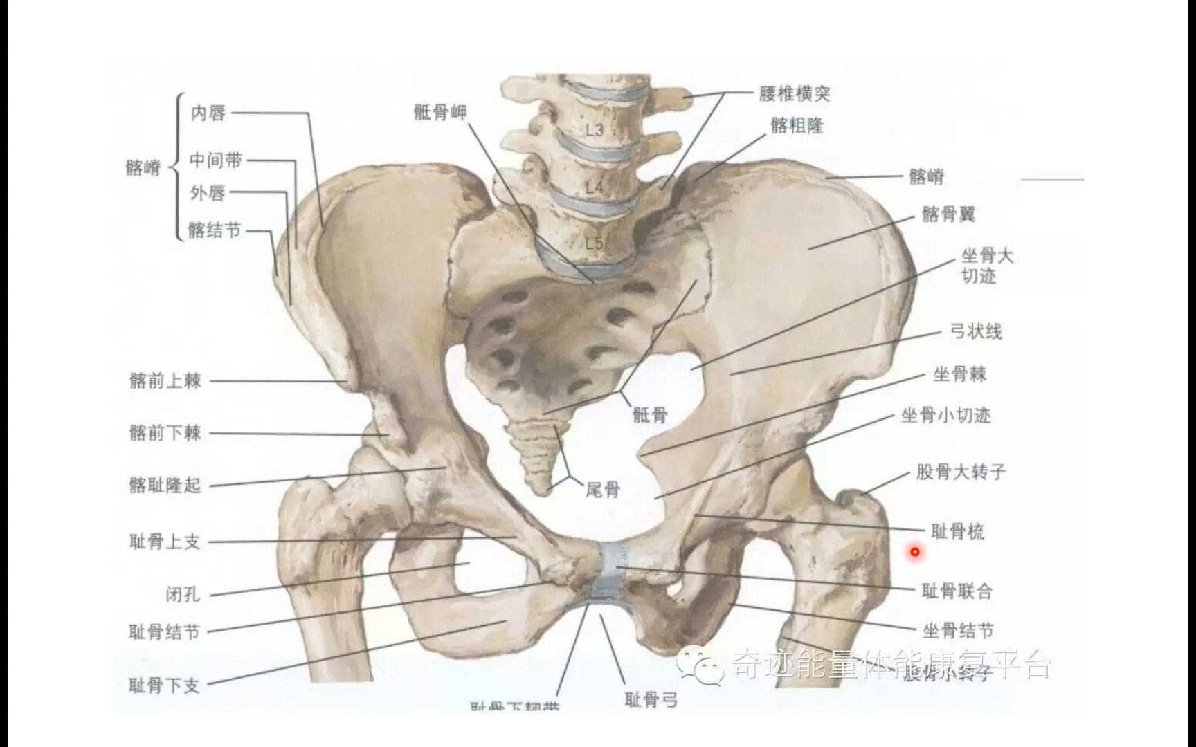 腹股沟区解剖3.肌肉、韧带附着点哔哩哔哩bilibili