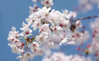 樱花步道 搜索结果 哔哩哔哩 Bilibili 樱花步道 搜索结果 哔哩哔哩 Bilibili