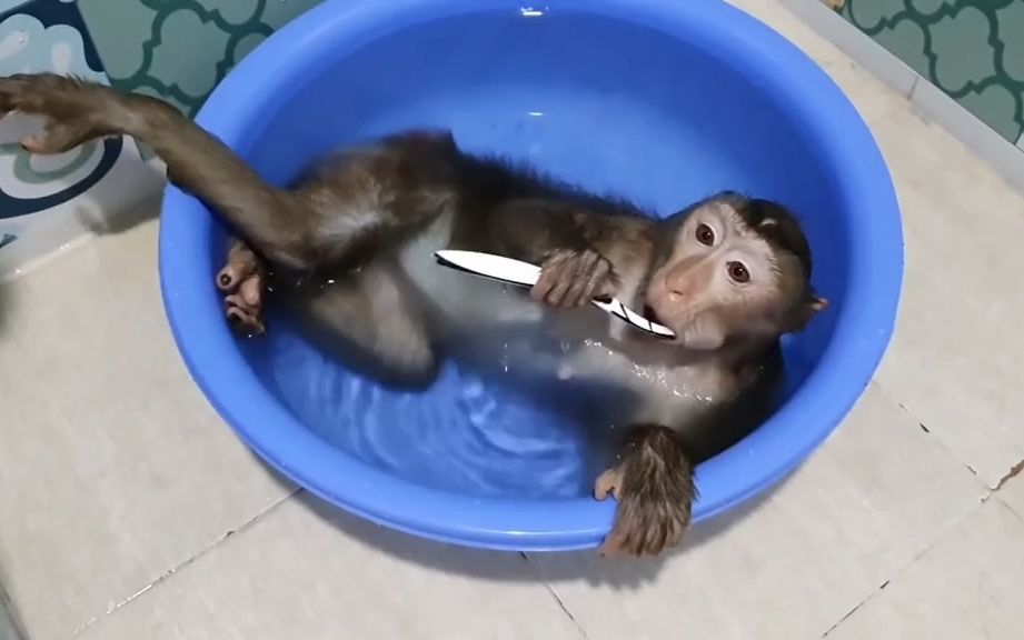 小猴子边洗澡,边刷牙,网友:牙刷含在嘴里就算刷牙了吗?