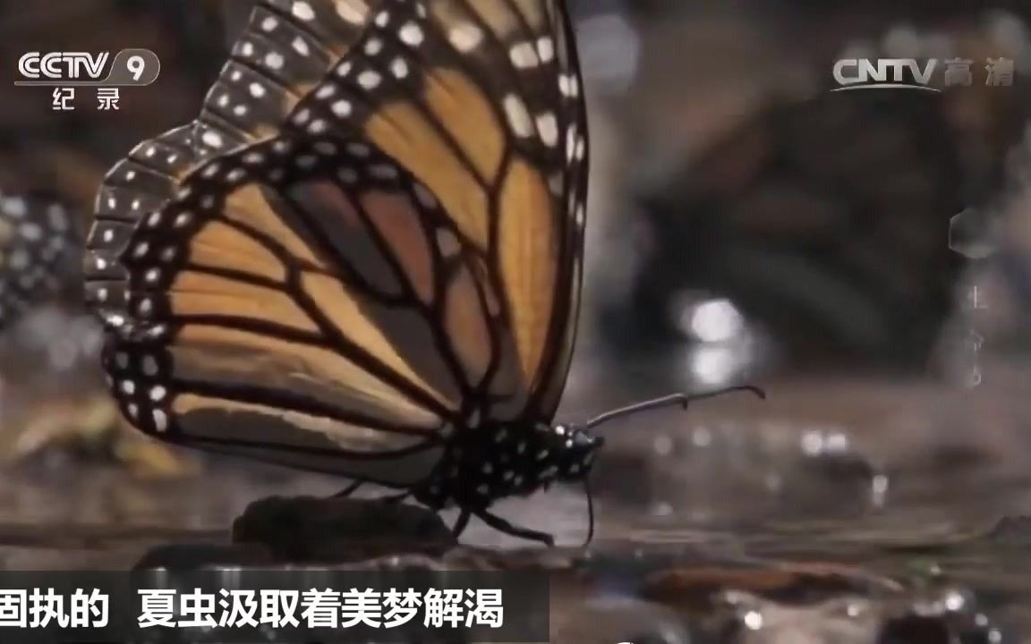 [图]【昆虫混剪】夏虫（它们是虫子，朝生暮死，微不足道；它们是虫子，天荒地老，生生不息）