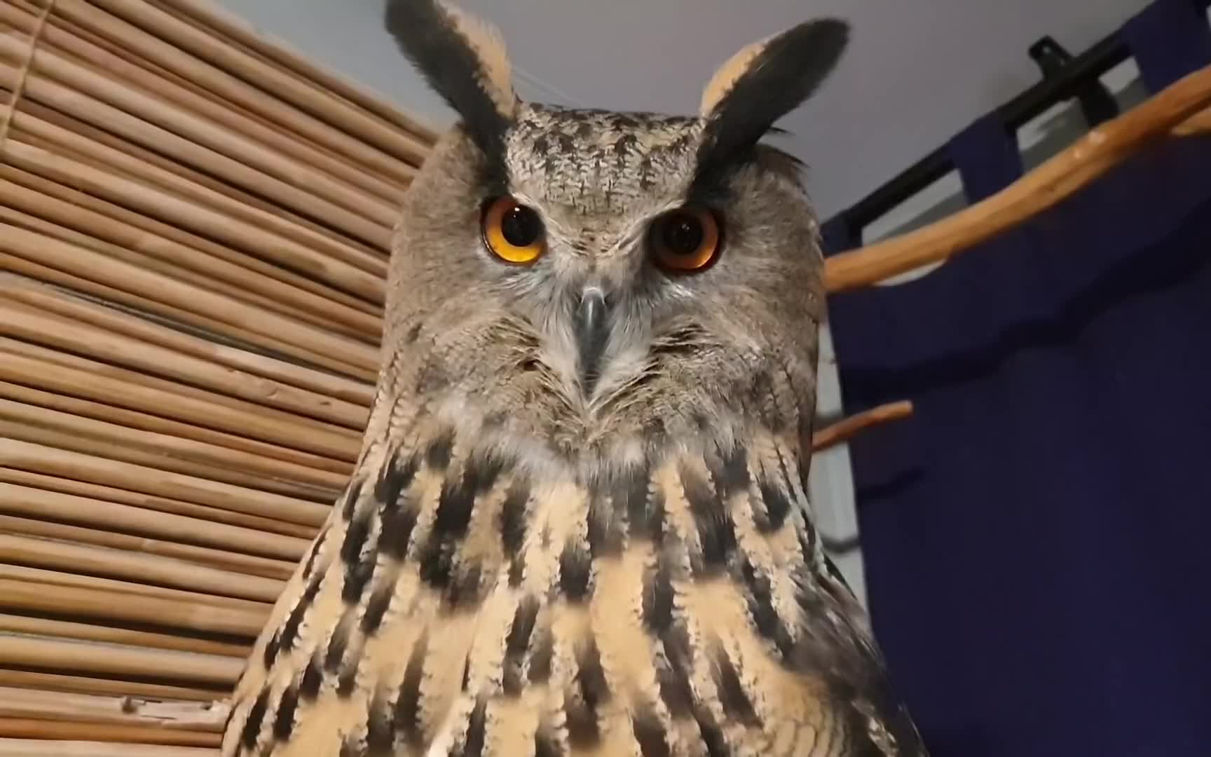 雕鸮yoll:三天不回来,家都给你拆咯