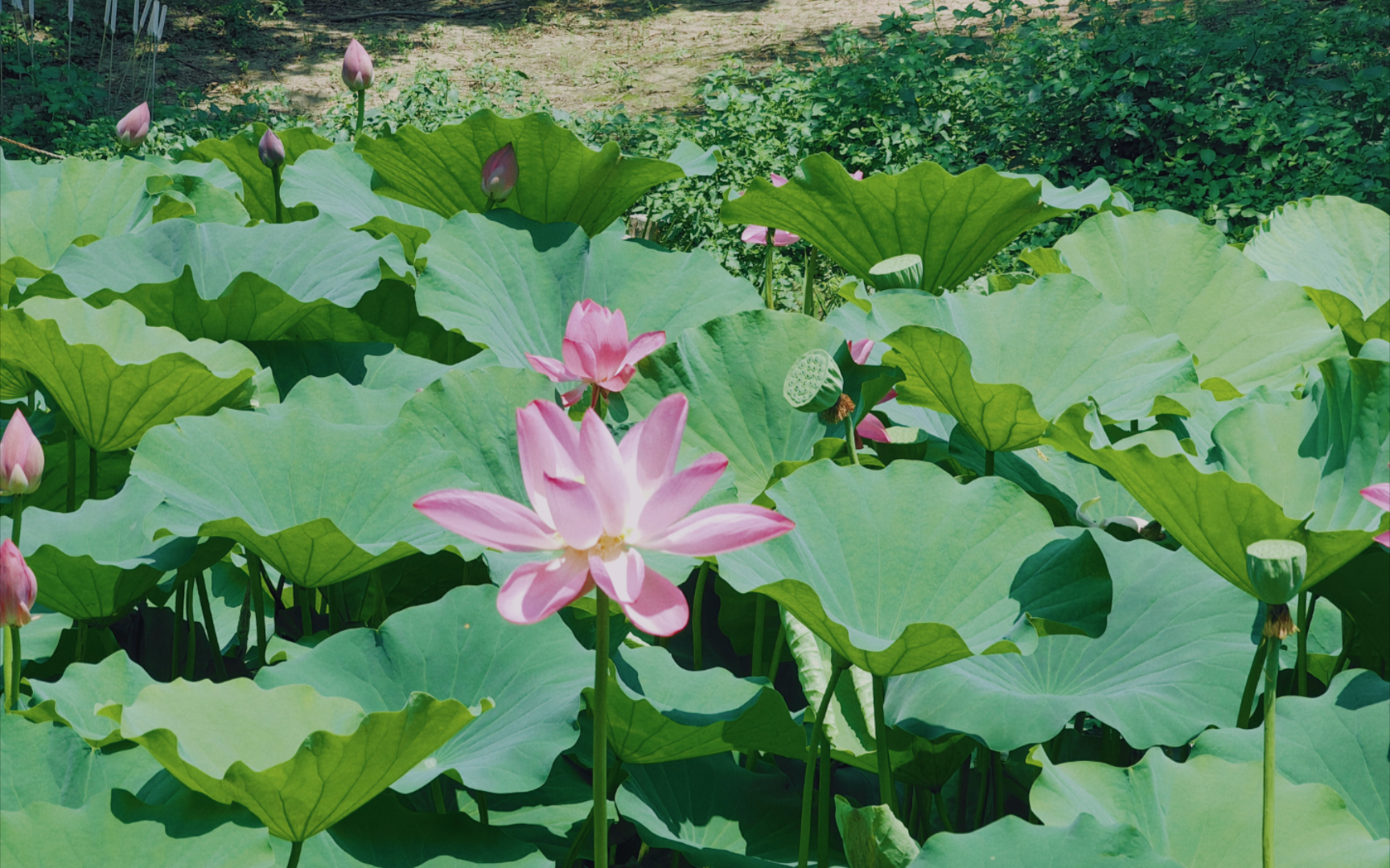 夏日的独特视角: 用照片讲述风景的故事哔哩哔哩bilibili