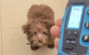 Download Video: 那些不听话调皮捣蛋的狗，试一下这个东西，一定让狗难忘#训犬