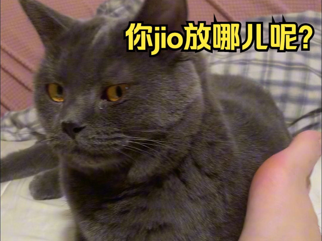 猫猫の日语!足底按摩!哔哩哔哩bilibili