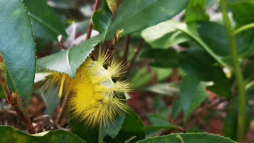 茸毒蛾属图片