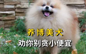 Download Video: 养博美犬，劝你别贪小便宜！