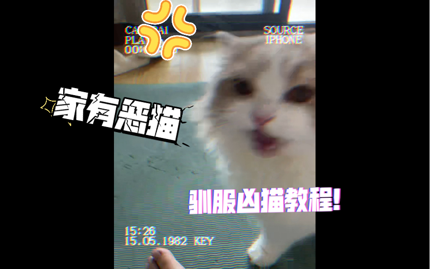 驯服凶猫教程!猫咪经常咬人怎么办?哔哩哔哩bilibili