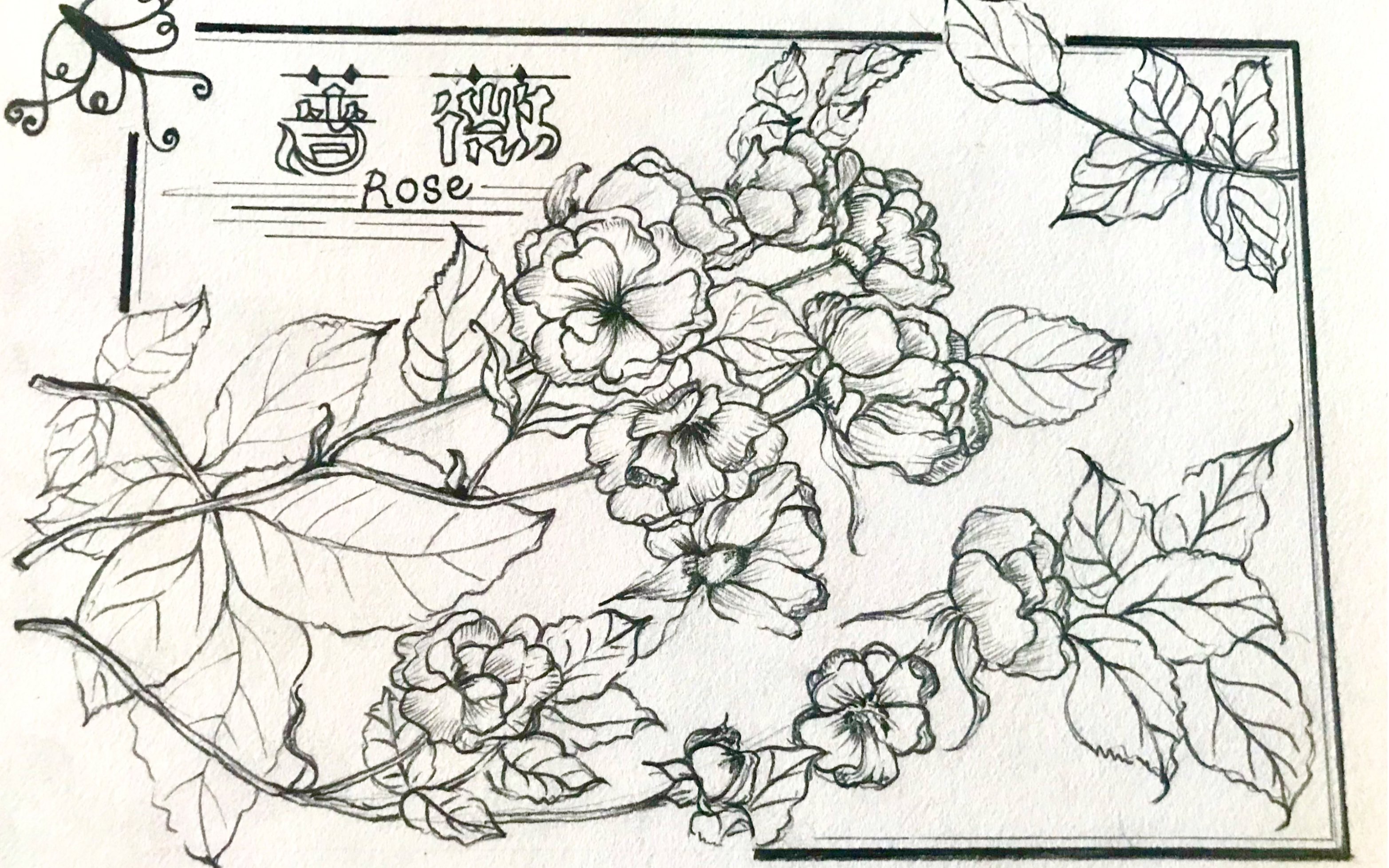 野蔷薇简笔画手绘图片