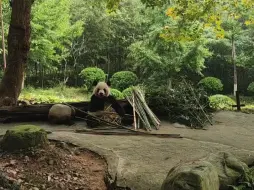 下载视频: 【大熊猫星秋】努力干饭