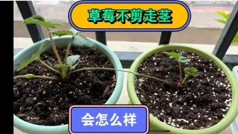 Download Video: 草莓不剪走茎的种植实验