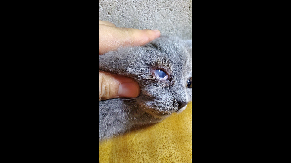 猫咪眼球白膜如何处理.猫结膜粘连的处置.