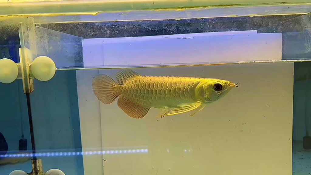 满金葵满背金头金龙鱼24厘米2688_哔哩哔哩_bilibili