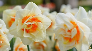 Hp 水仙花根的粉末加苦艾草汁会有什么 哔哩哔哩 つロ干杯 Bilibili