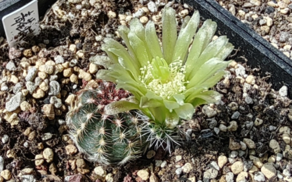 鹿角柱属 青花虾开花
