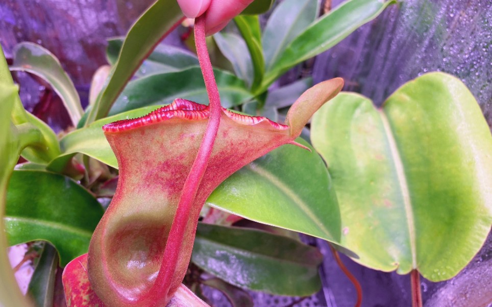 黑精灵与野奶油葫芦猪笼草