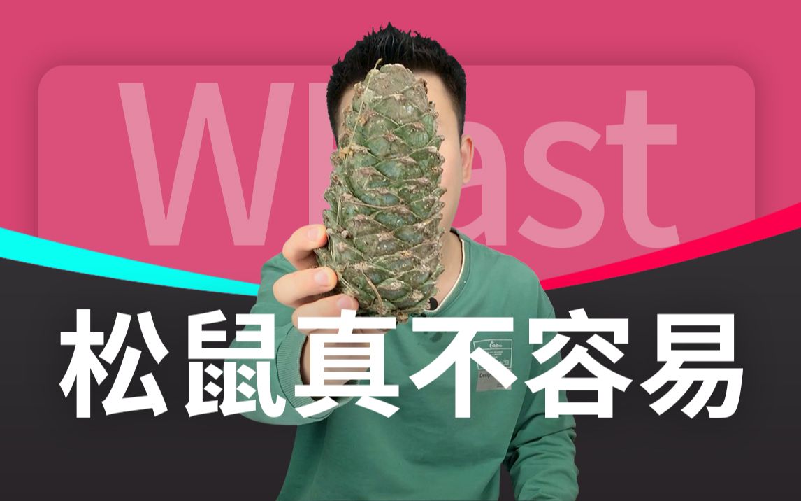 谁能告诉我松鼠是怎么吃的这东西?_哔哩哔哩_bilibili