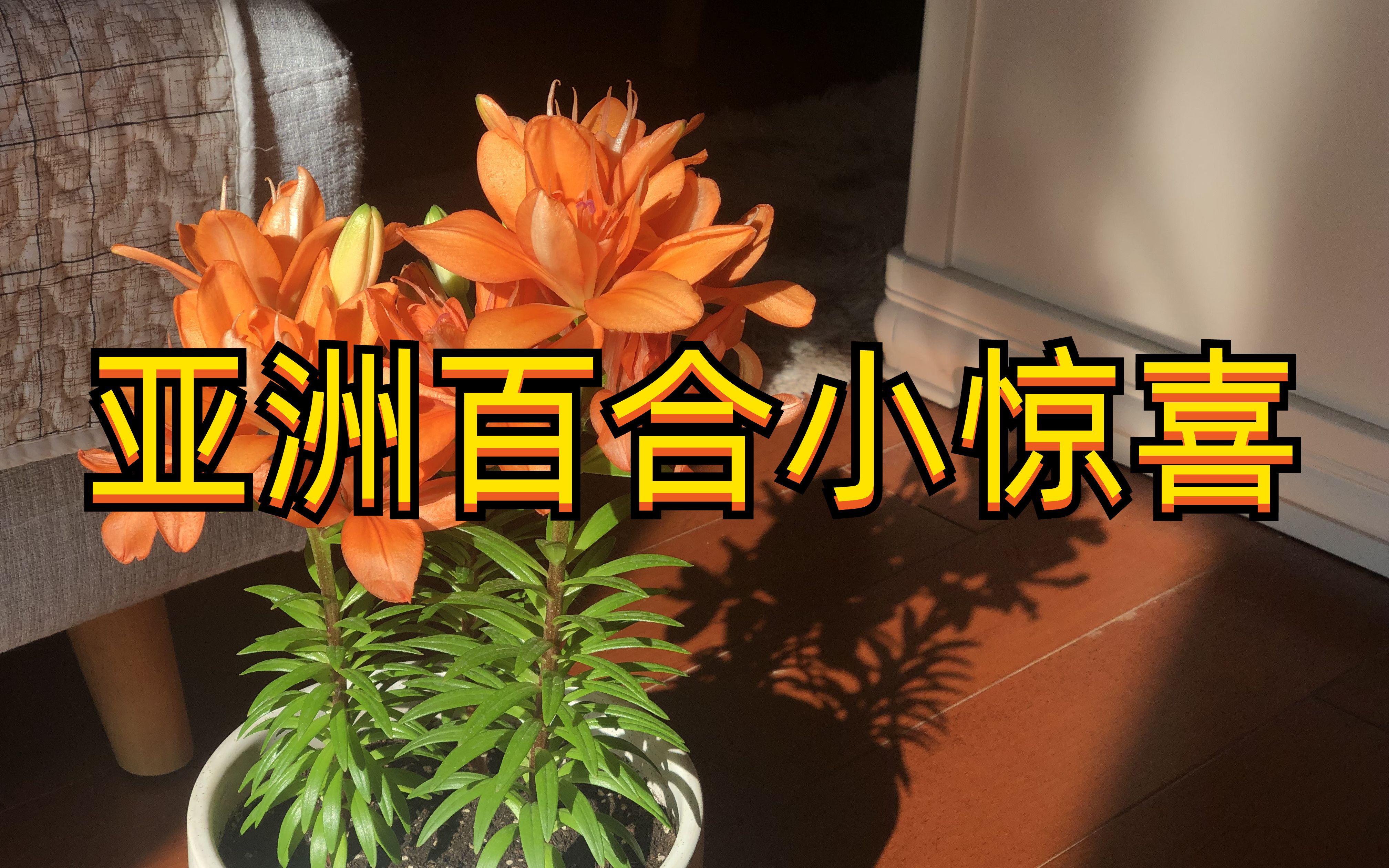 亚洲矮株百合小惊喜