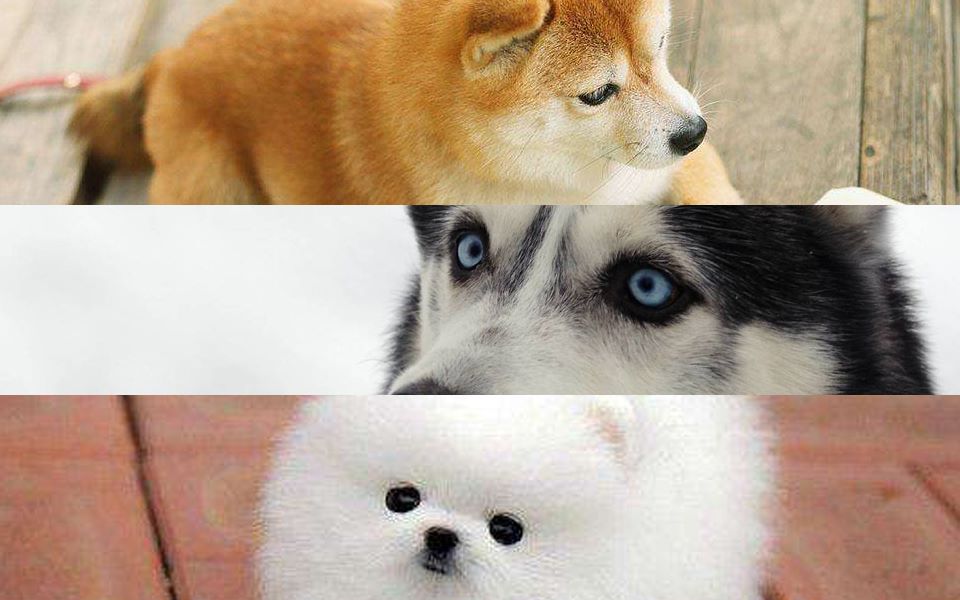 【明侦/柴哈组 骨科cp】《无人生还》|白月光