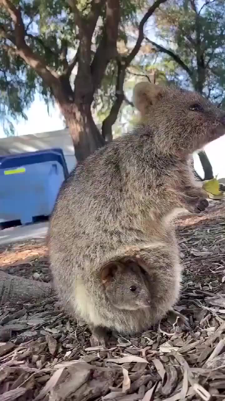 短尾矮袋鼠带着宝宝吃树叶,太可爱看
