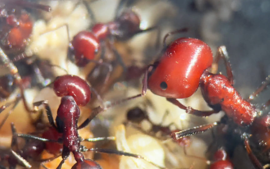 【肯尼亚收获蚁】特化登场!