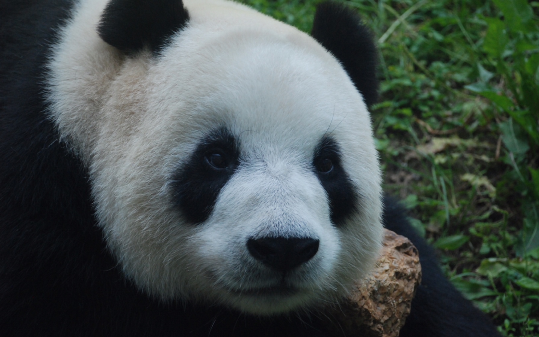 【大熊猫飞云】食欲越来越好