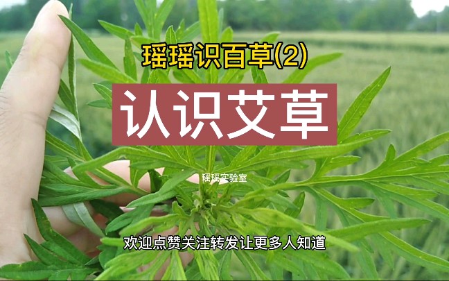 [图]你能分辨艾草吗？