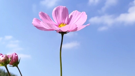 [图]最美格桑花