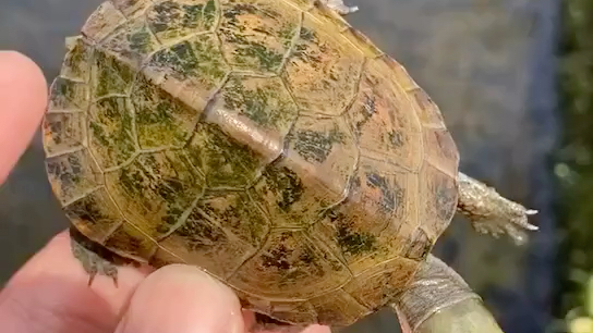 皖南黄喉龟,也叫皖喉,以独特身型为广大龟友喜爱