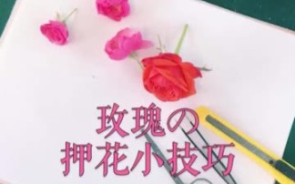 【干花制作】押花小技巧 — 玫瑰(月季)押花哔哩哔哩bilibili