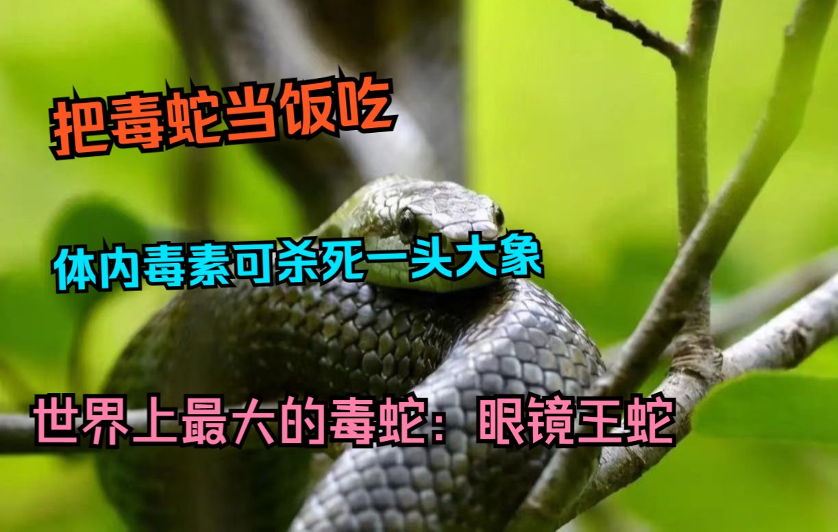 把毒蛇当饭吃厮杀同类体内毒液能杀死一头大象智商超群是世界上最大的