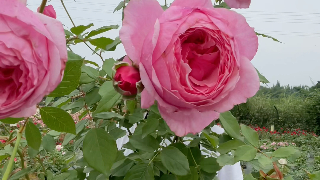 传世芳华,一款一款粉色的包子花,特别耐热的品种,夏天开的都是很标准