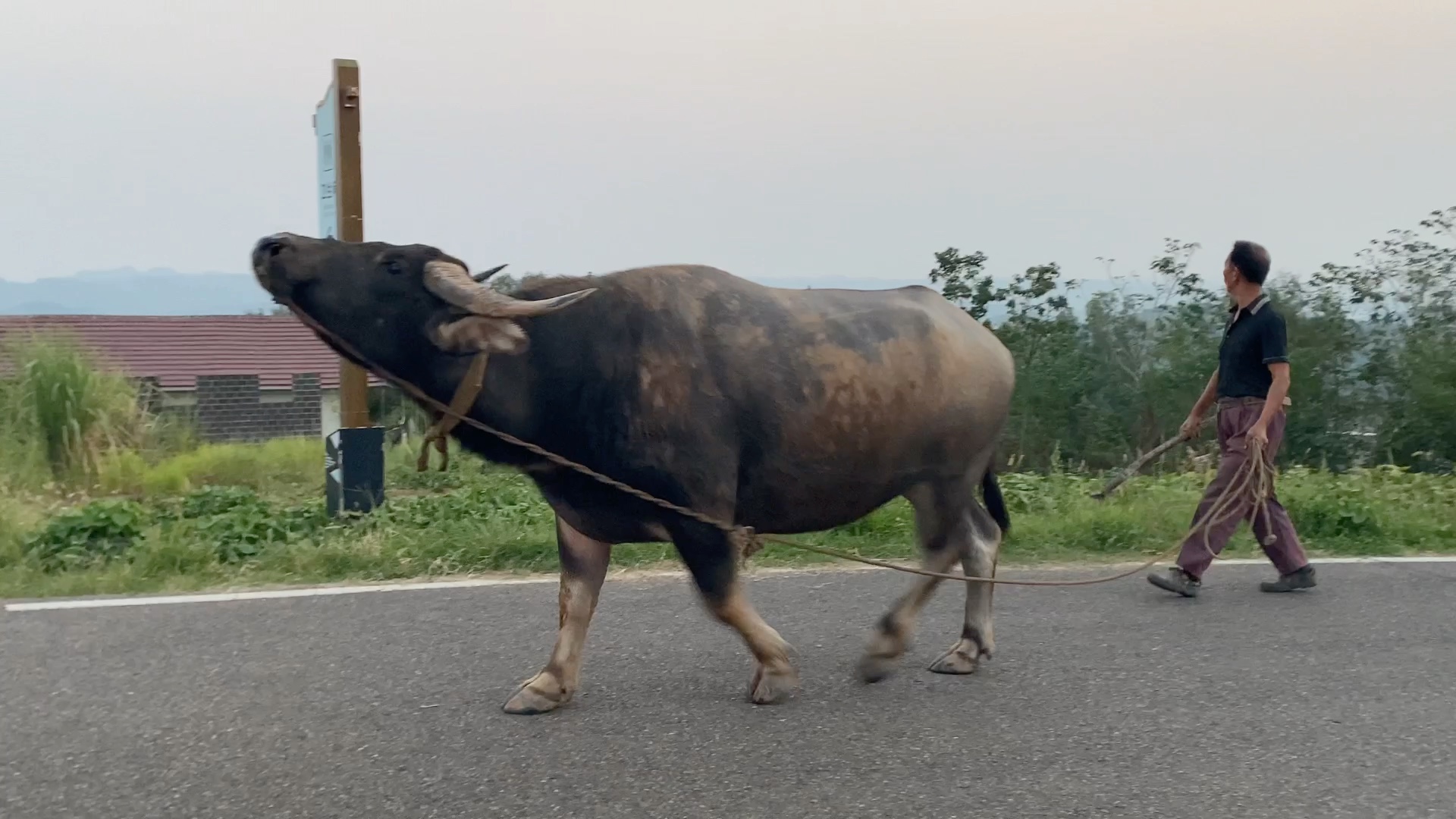 我愿称之为乡镇最拽的牛(生活再艰难我也要抬头望天)