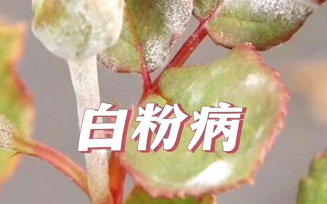 这什么情况,植物病害你知道几种哔哩哔哩bilibili