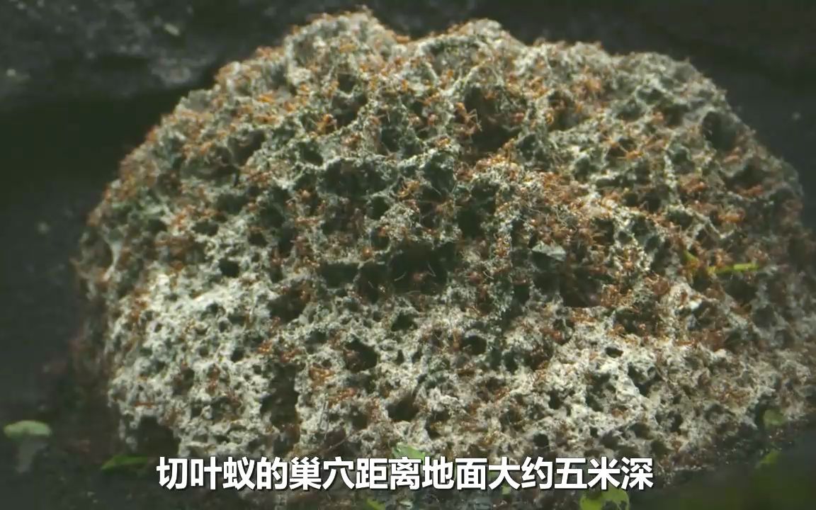 切叶蚁切割叶片竟是因为这种真菌植物的自保手段堪称神奇