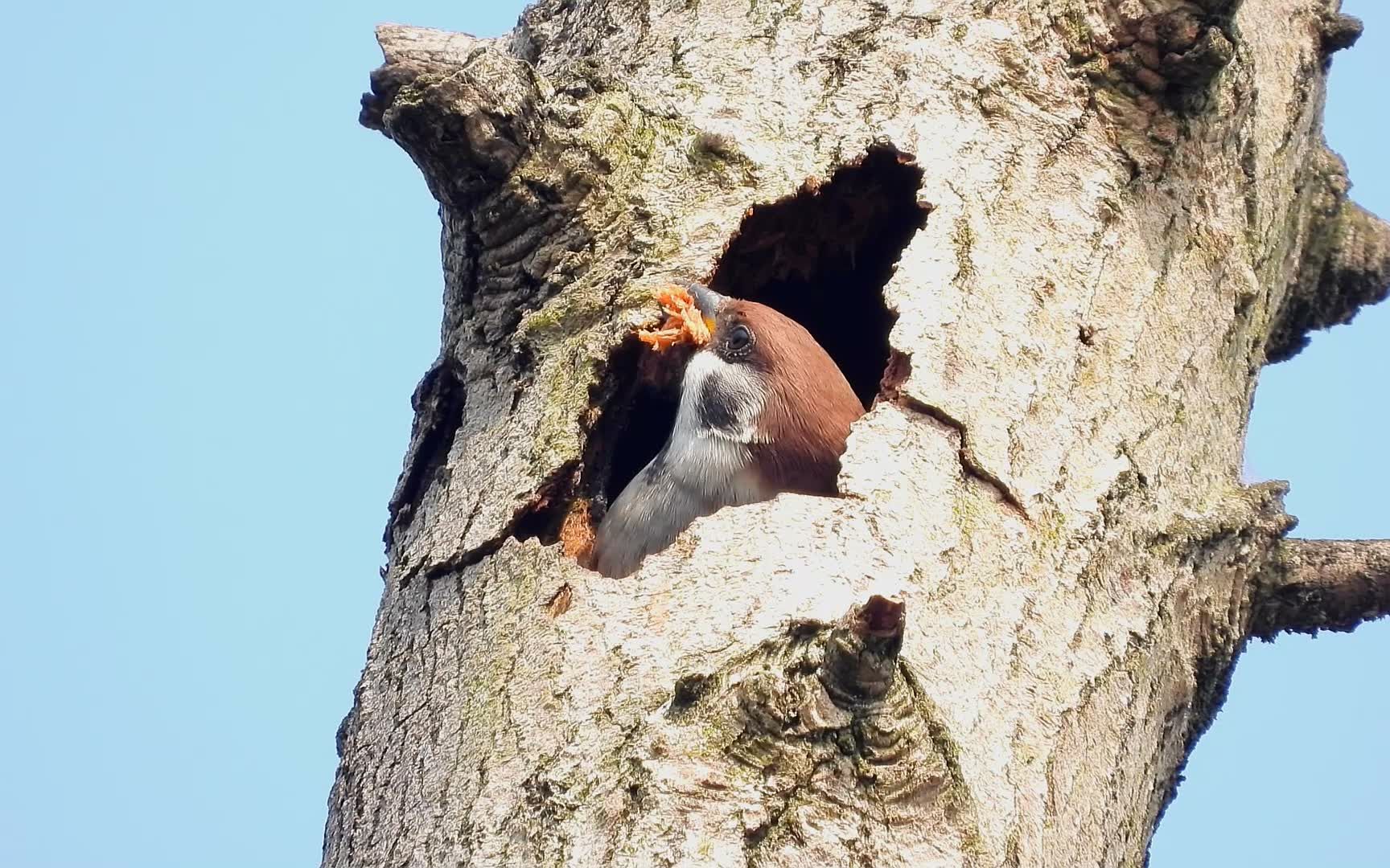 麻雀在树上打了一个洞是不是要做窝下蛋了麻雀叫声