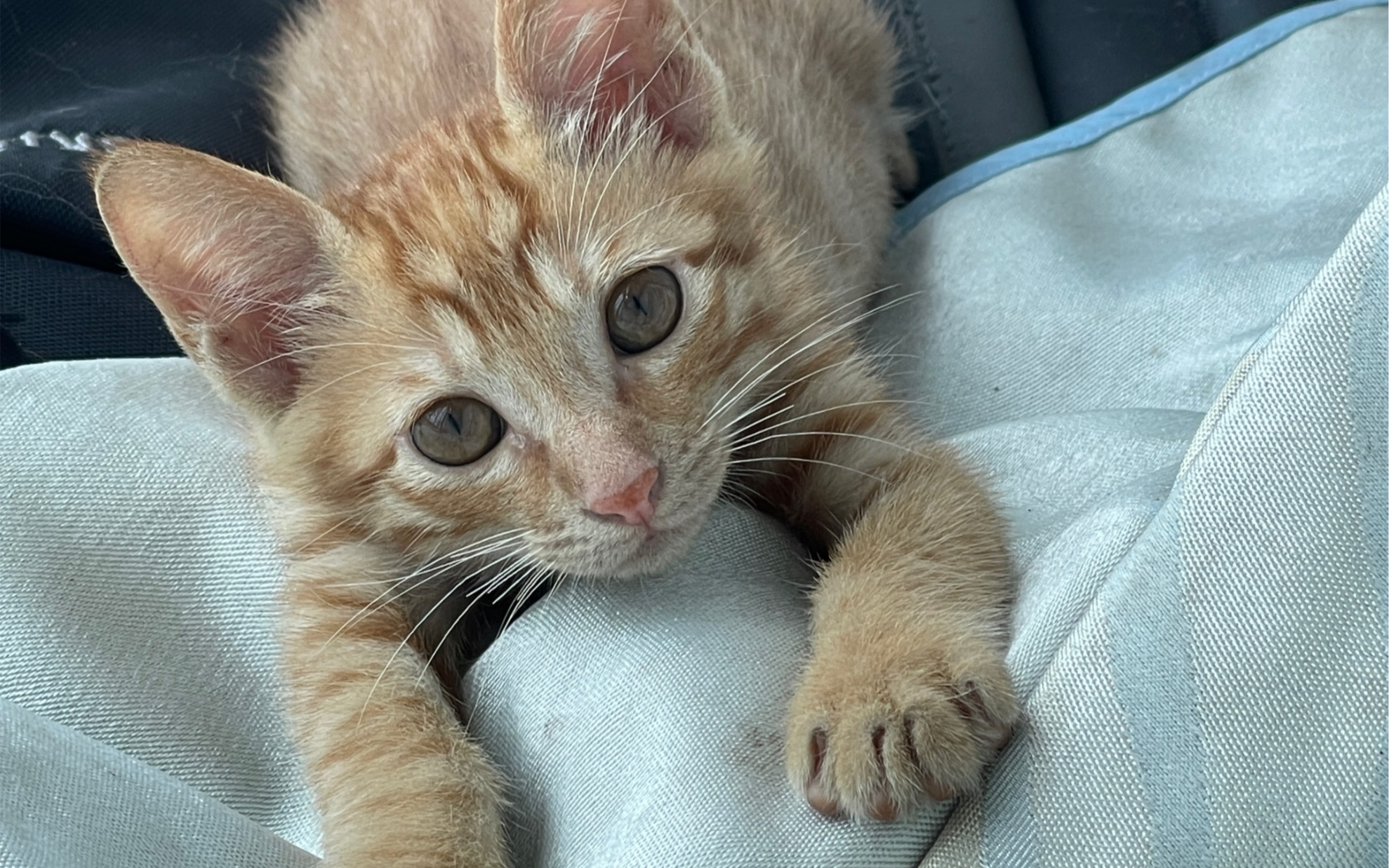 【芝士】当我亲手喂小猫吃饭后 我们的关系就会变得…