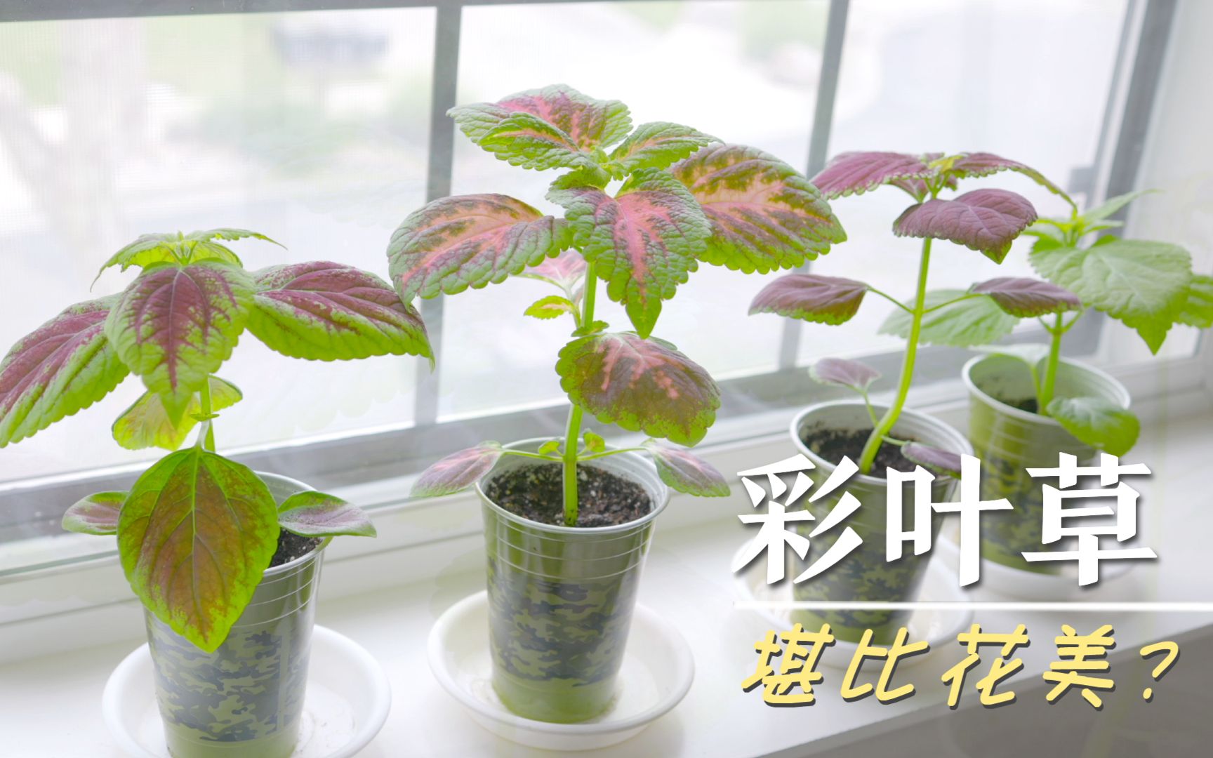 比花美?像苋菜?观赏植物 彩叶草哔哩哔哩bilibili