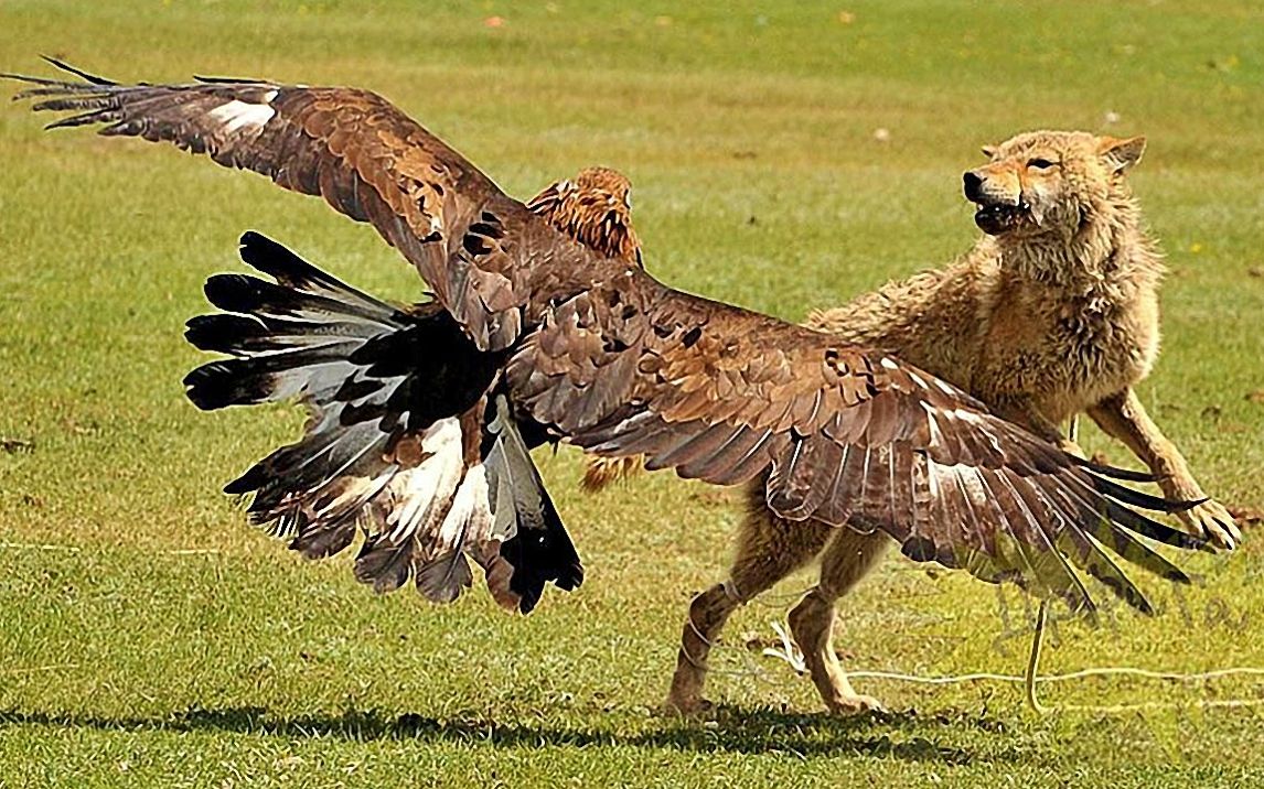 两只老鹰合力捕捉一只狼,野狼逃跑都来不及,镜头记录全过程