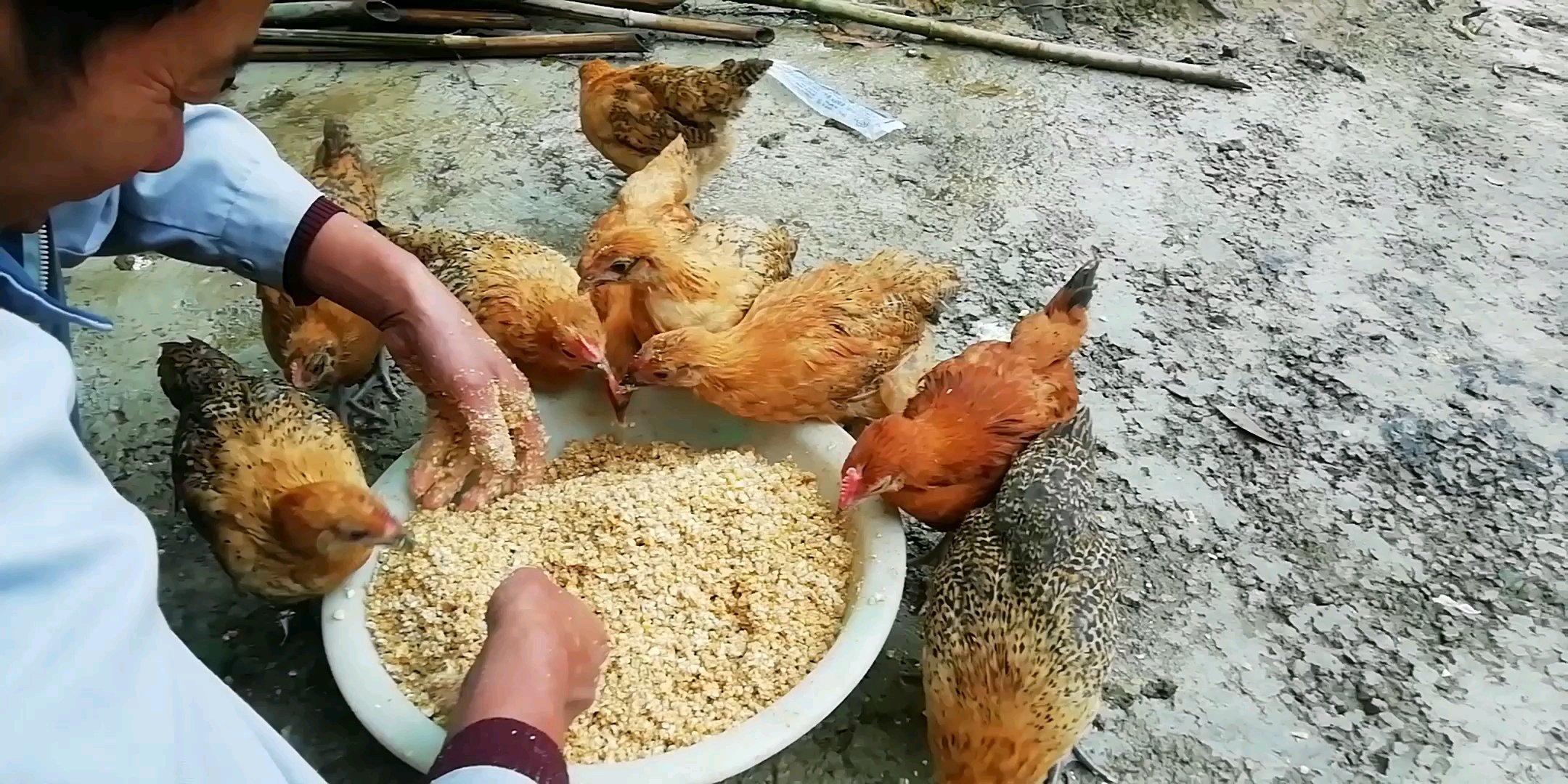 小鸡仔反而比小鹅还粘人总是喜欢从人手里抢食吃