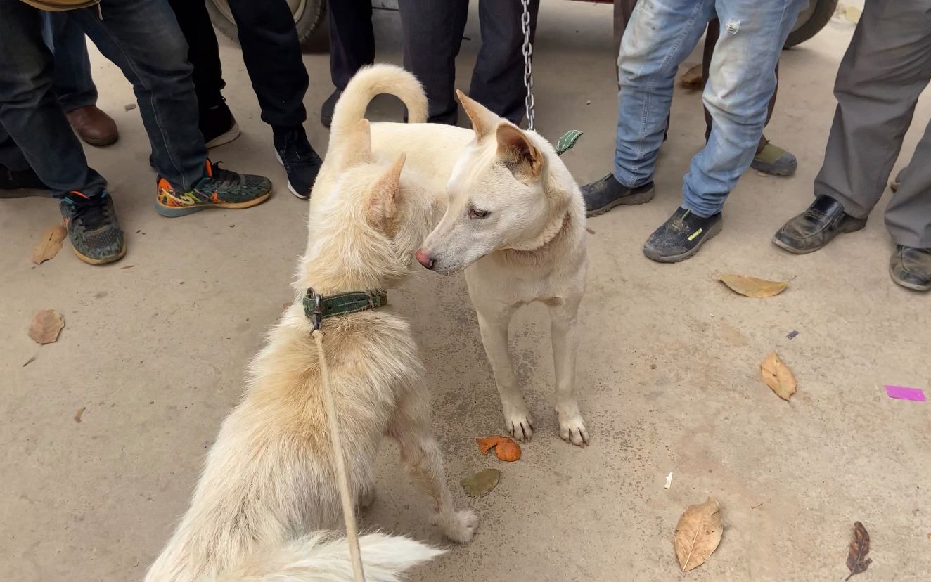 廣西土獵犬和貴州下司犬都是中華田園犬雖然都是土狗還是有區別的