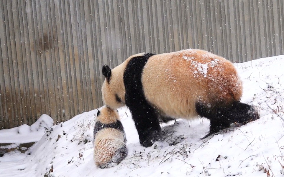 大熊猫芊芊:把娃裹起糖霜给奶爸换果果_哔哩哔哩 (゜-゜)つロ 干杯