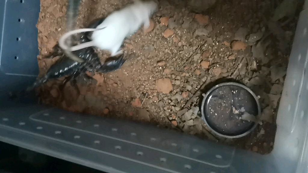 帝王蝎捕食小白鼠成体(美国队长拍摄)